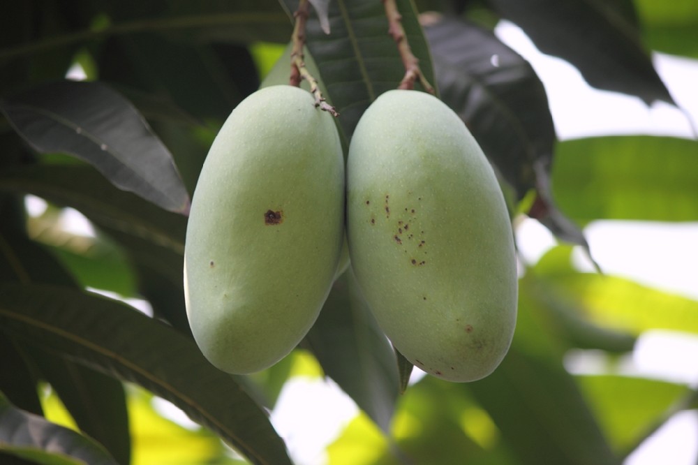 芒果補(bǔ)鈣竟這么重要，你補(bǔ)鈣了嗎？司普沃提醒大家要給芒果補(bǔ)鈣了