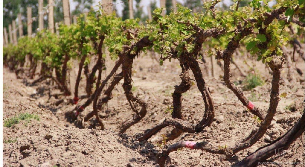種葡萄卻對(duì)葡萄根系不了解，能種好嗎？司普沃邀您一起來(lái)暢聊