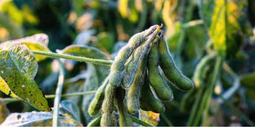 作物為什么會(huì)凍傷？被凍傷后再預(yù)防有效嗎？與司普沃一起來(lái)探討