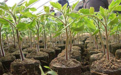 番茄苗期徒長，你的預防措施，對嗎…