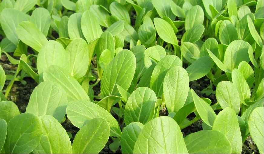 小白菜長得好不好，關鍵看這4點，簡單又高產(chǎn)