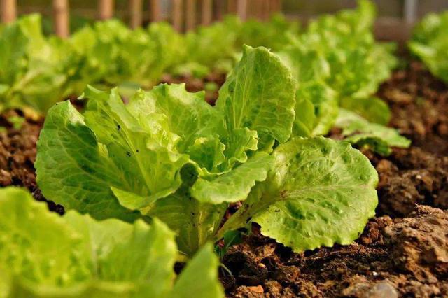 【注意】蔬菜種植中葉片容易發(fā)黃，這3方面問題要注意了