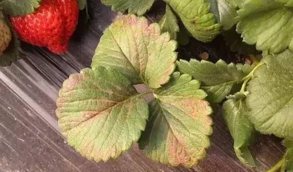 草莓葉片發(fā)紅，不容忽視，看看怎么防治