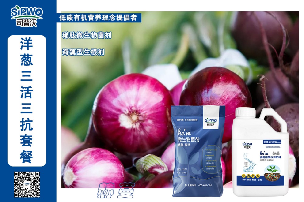 掌握這幾點洋蔥高產(chǎn)栽培技術(shù)，產(chǎn)量翻一番