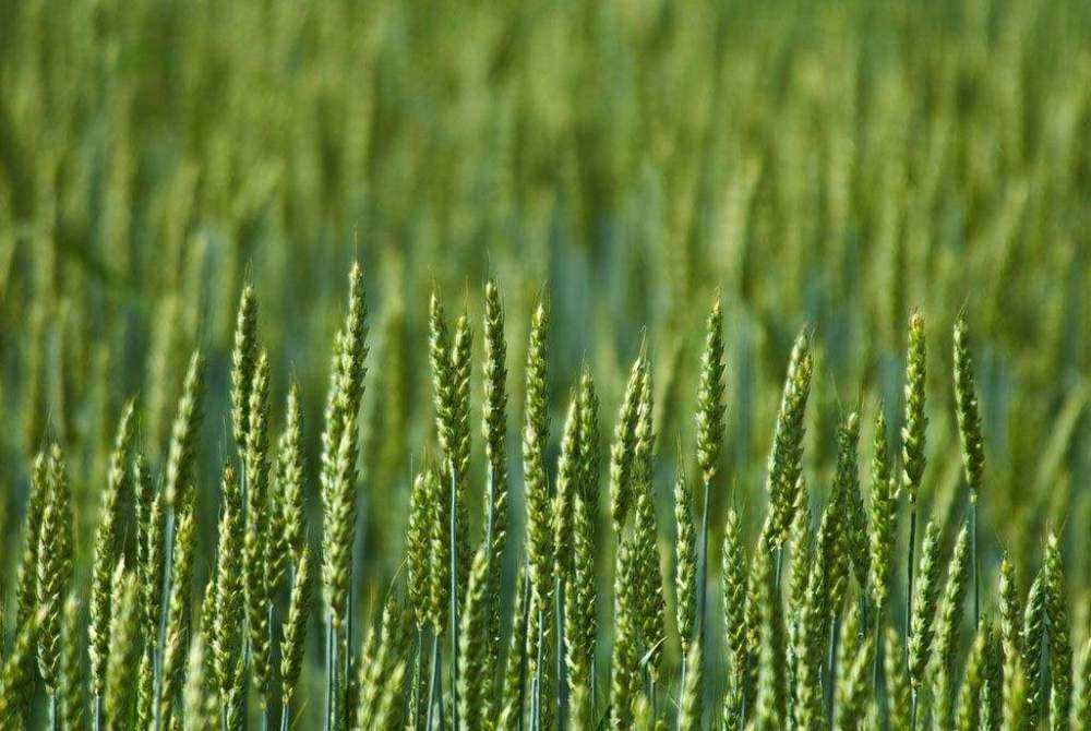 小麥春季如何追肥更高效？快來看，這里已經(jīng)為您準(zhǔn)備好了