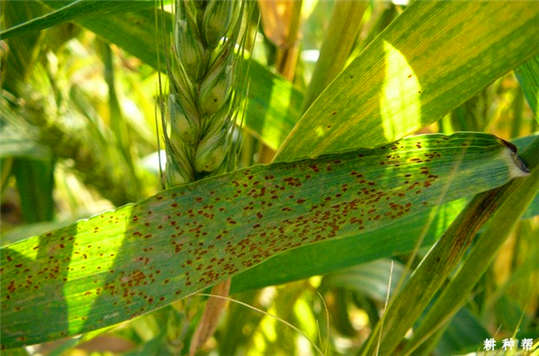 小麥長(zhǎng)“鐵銹”了？這到底是為什么呢?
