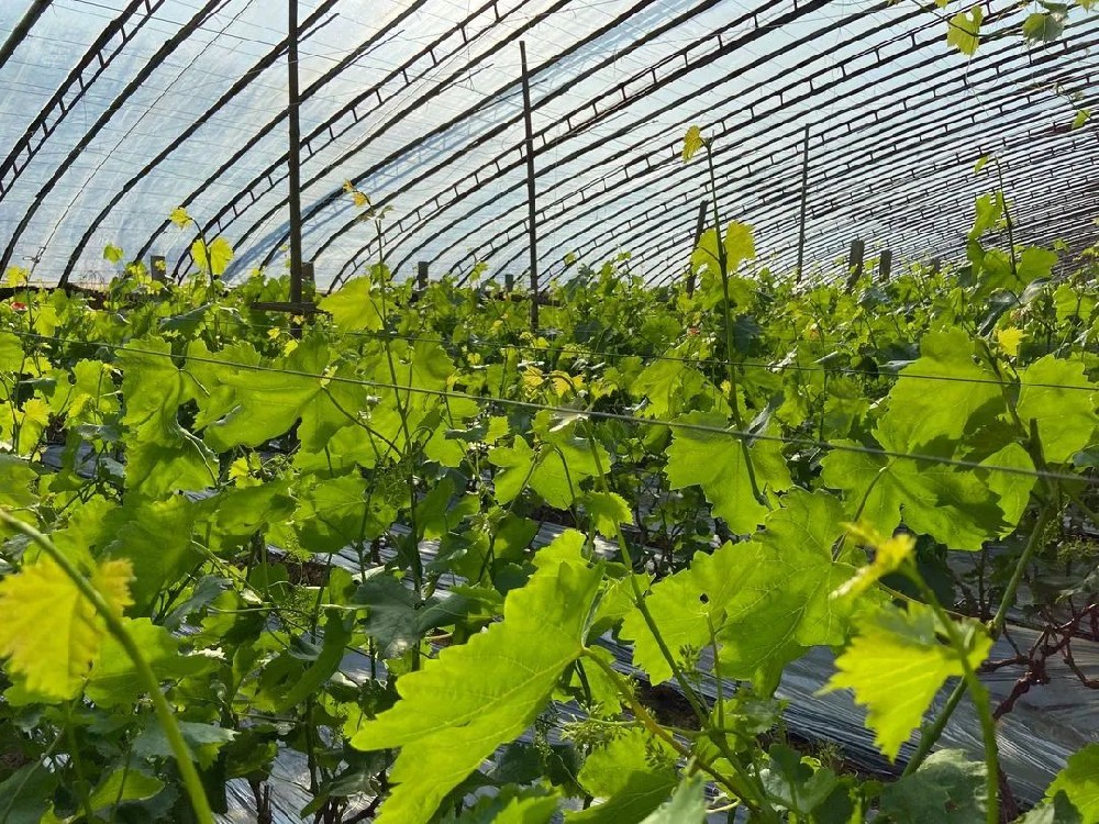 葡萄春管謹(jǐn)記這些要點(diǎn)！促進(jìn)葡萄豐產(chǎn)！