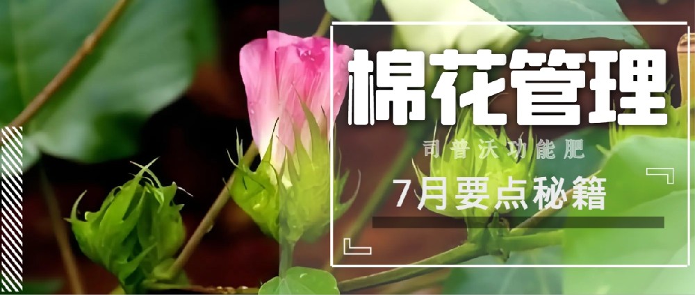 聚焦7月，新疆棉花管理秘籍