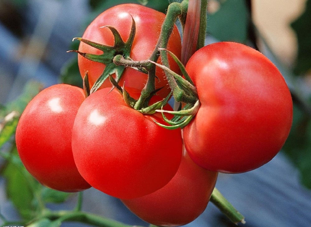 番茄上色難嗎？真不難，這篇文章保準有用