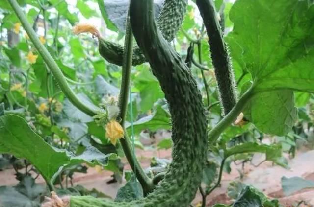 黃瓜主莖不生長，是怎么回事？要如何解決