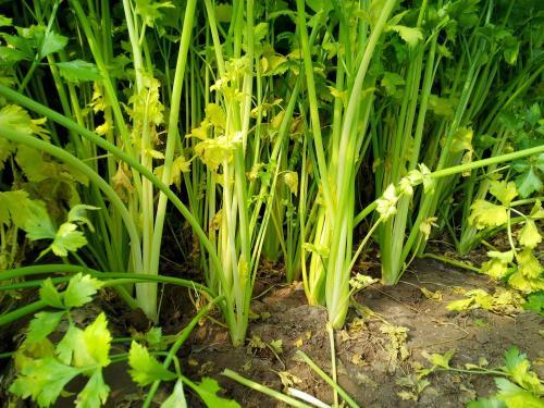 芹菜根系差，小老苗現(xiàn)象嚴重，速查原因和解決方法