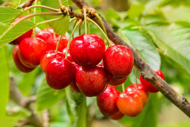 櫻桃死樹現(xiàn)象嚴(yán)重，是什么原因，如何防治